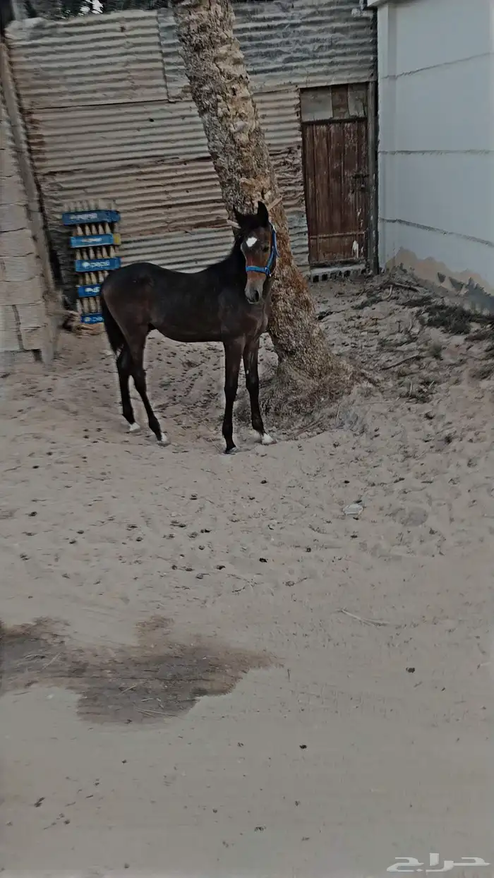 مهر من فواخر الشعبي 0