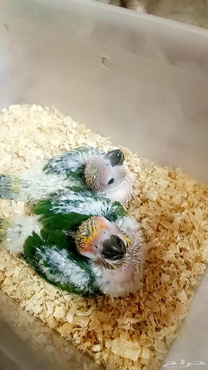 فرخين صن كنيور ( شمسي ) 2