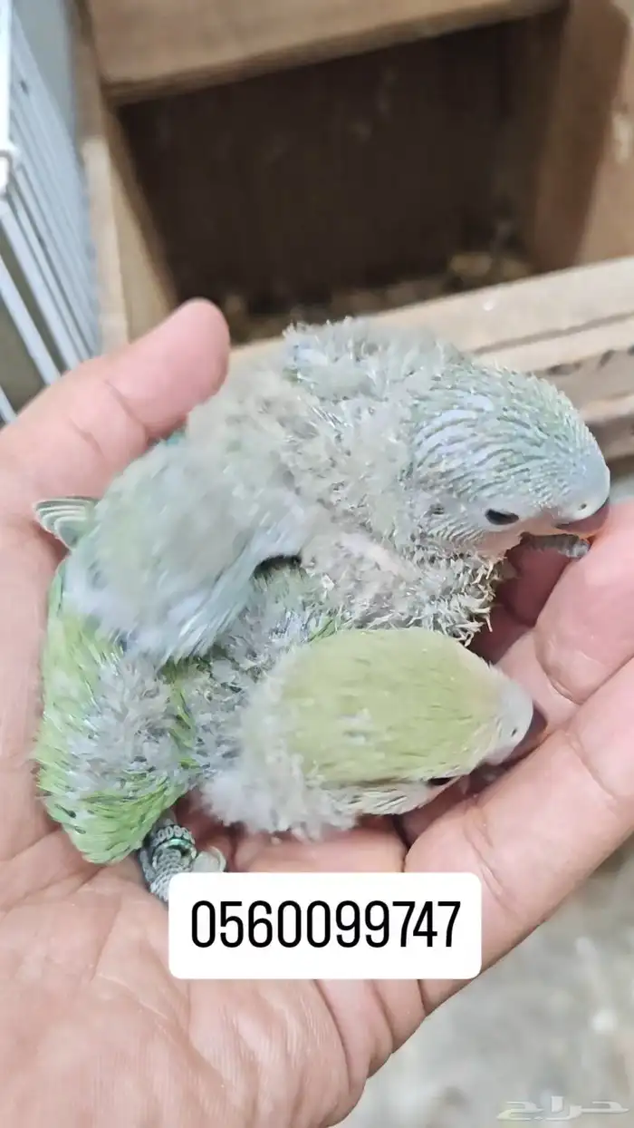 للبيع فروخ روز غر لسى تحت الزوج يغرهم 2