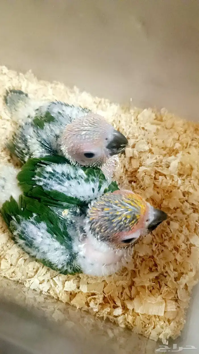 فرخين صن كنيور ( شمسي ) 0