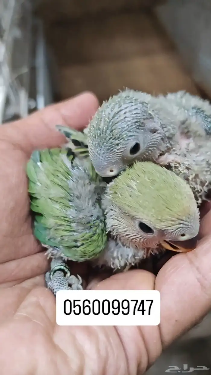 للبيع فروخ روز غر لسى تحت الزوج يغرهم 1