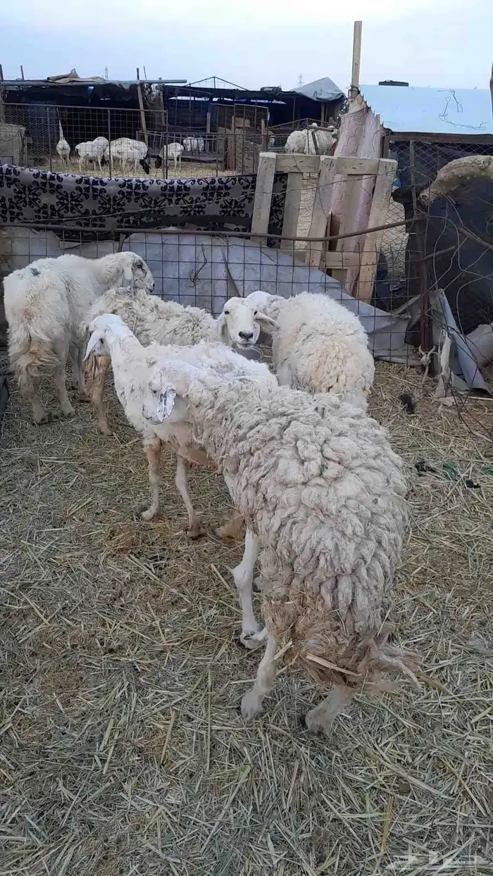 شياه لبيع العدد 5 0