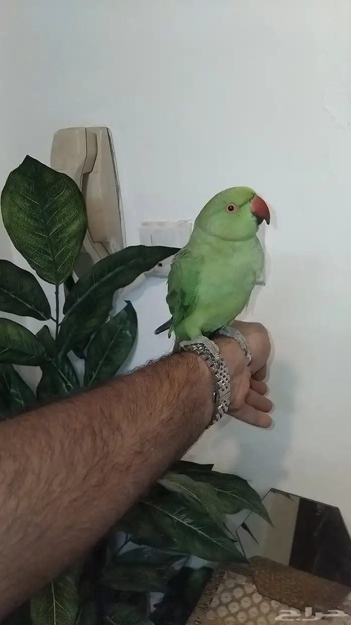 بغبغان دره اليف 3