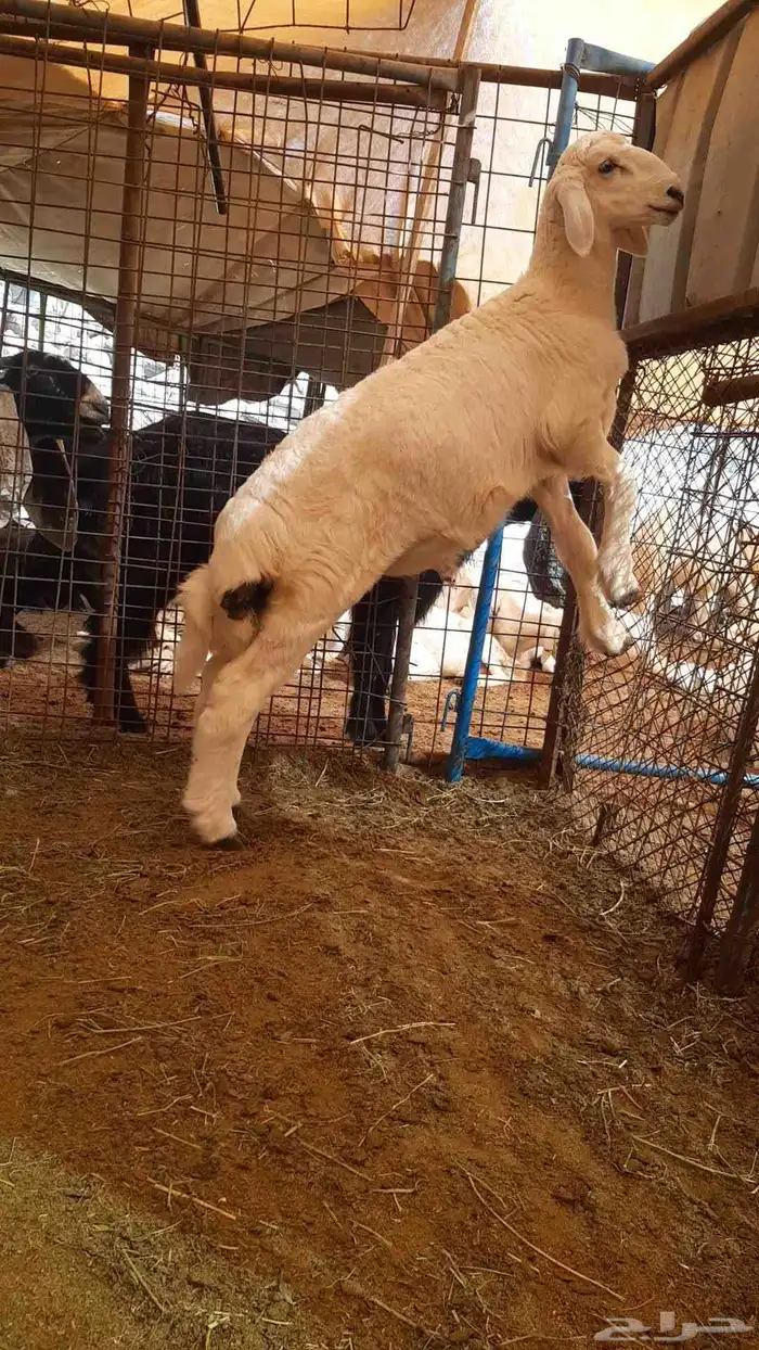 للبيع مشروع فحل 2