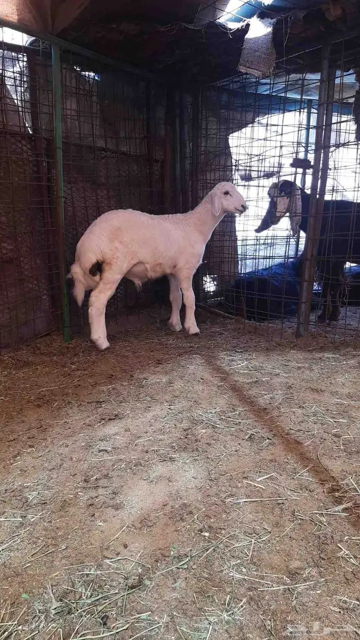 للبيع مشروع فحل 0