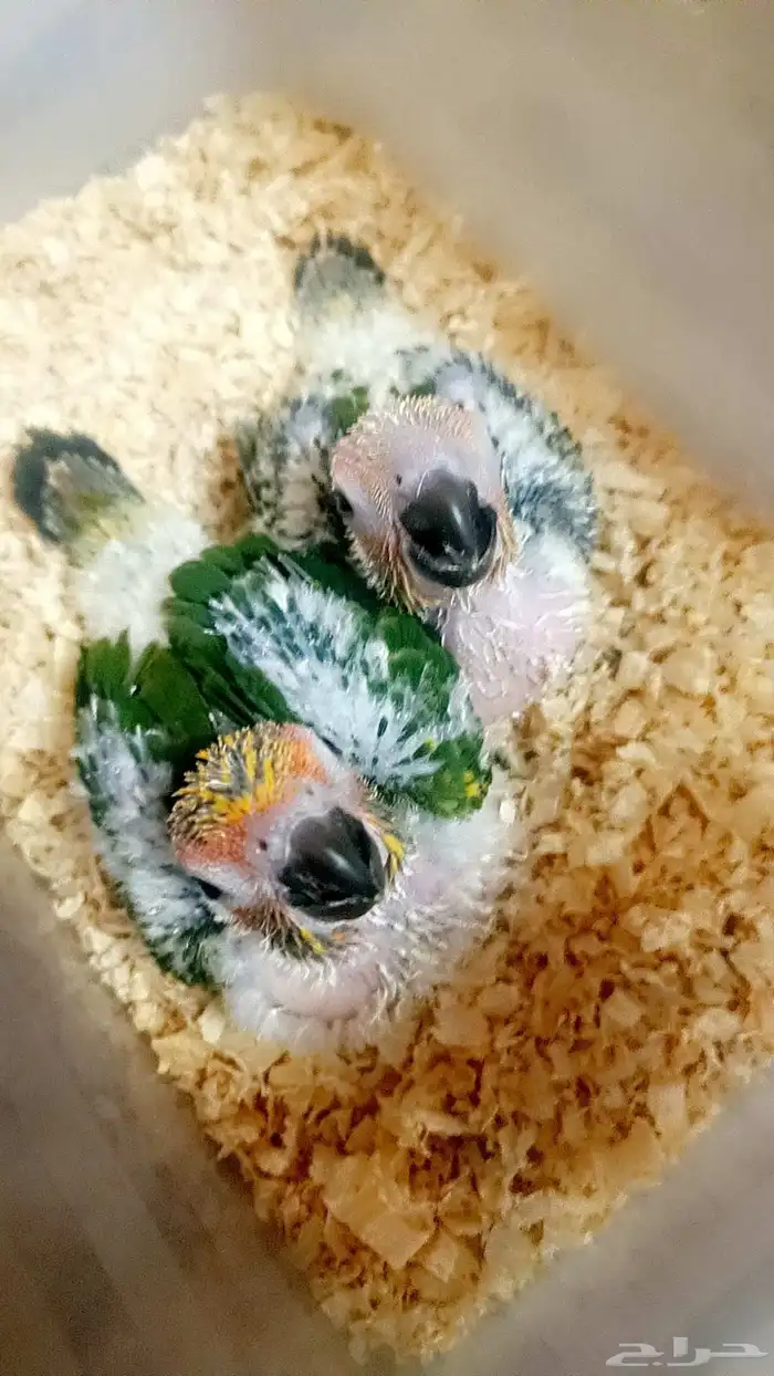 فرخين صن كنيور ( شمسي ) 1