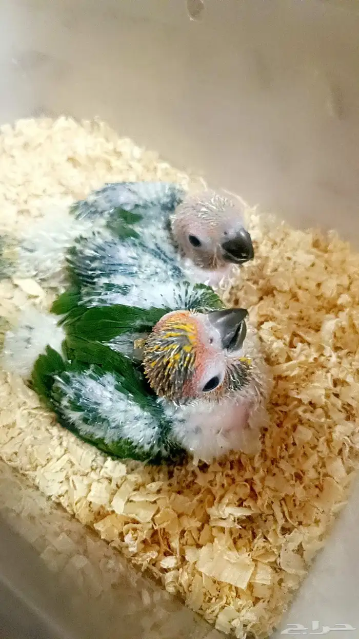 فرخين صن كنيور ( شمسي ) 3