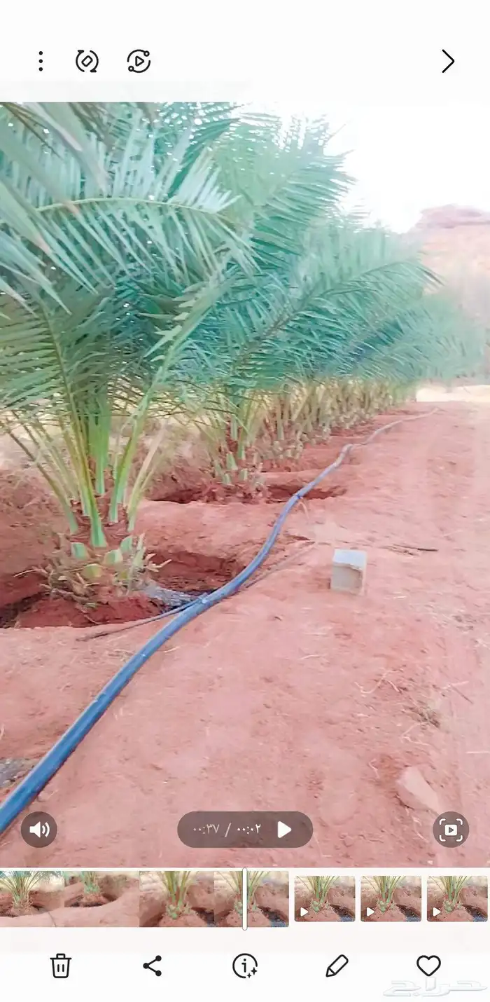 نخل مثمر نخل القصيم ونانه جثايث سكري برحي خلاص مجدول صقعي 1