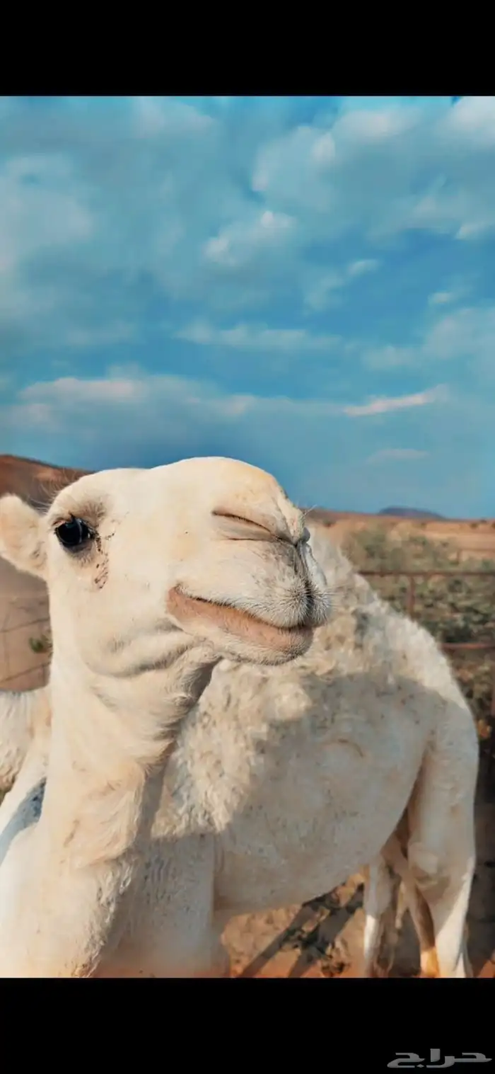 بكرة وضحا رمانية 0