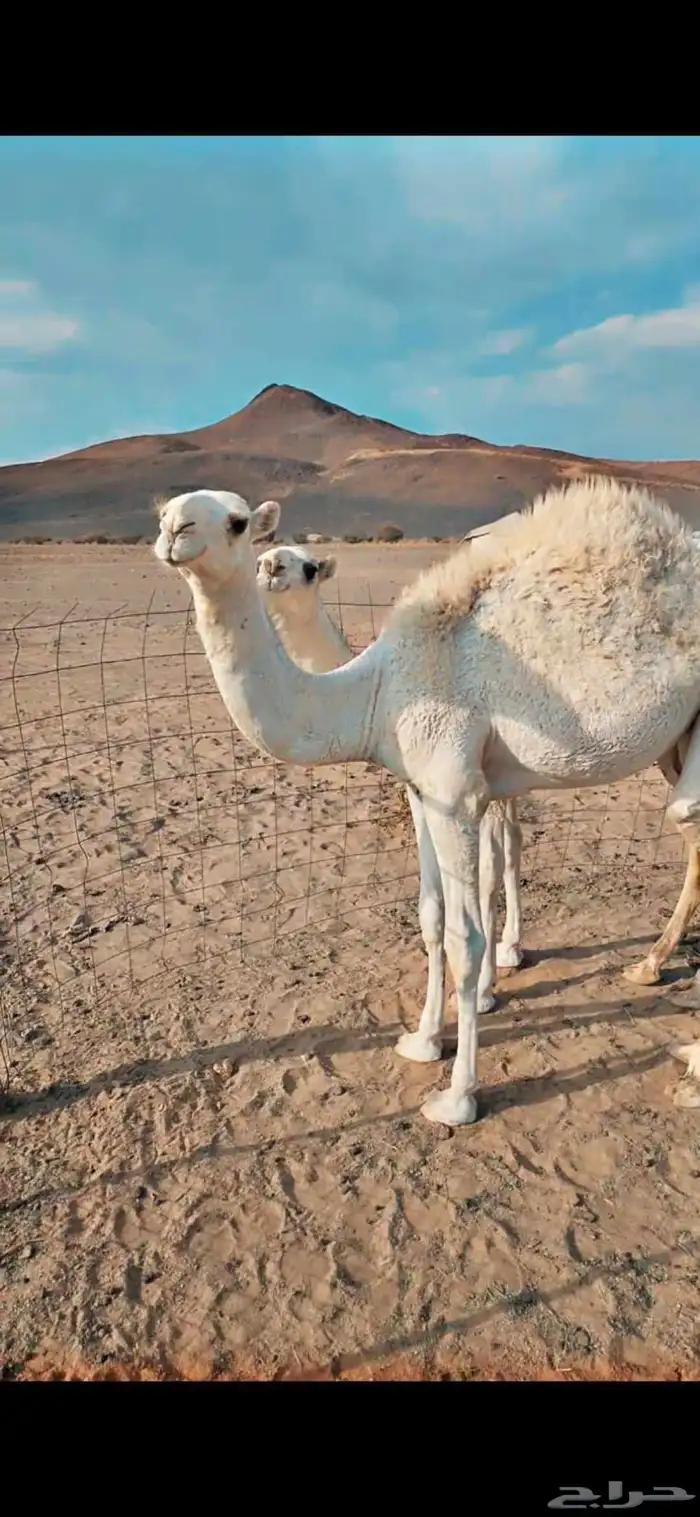 بكرة وضحا رمانية 1