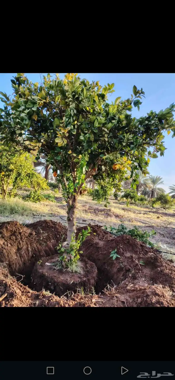 زيتون معمر مثمر ونخيل عربي واشنطني 6