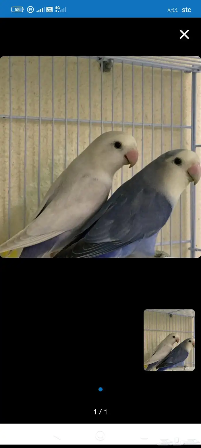 مطلوب روز لي التبني 0