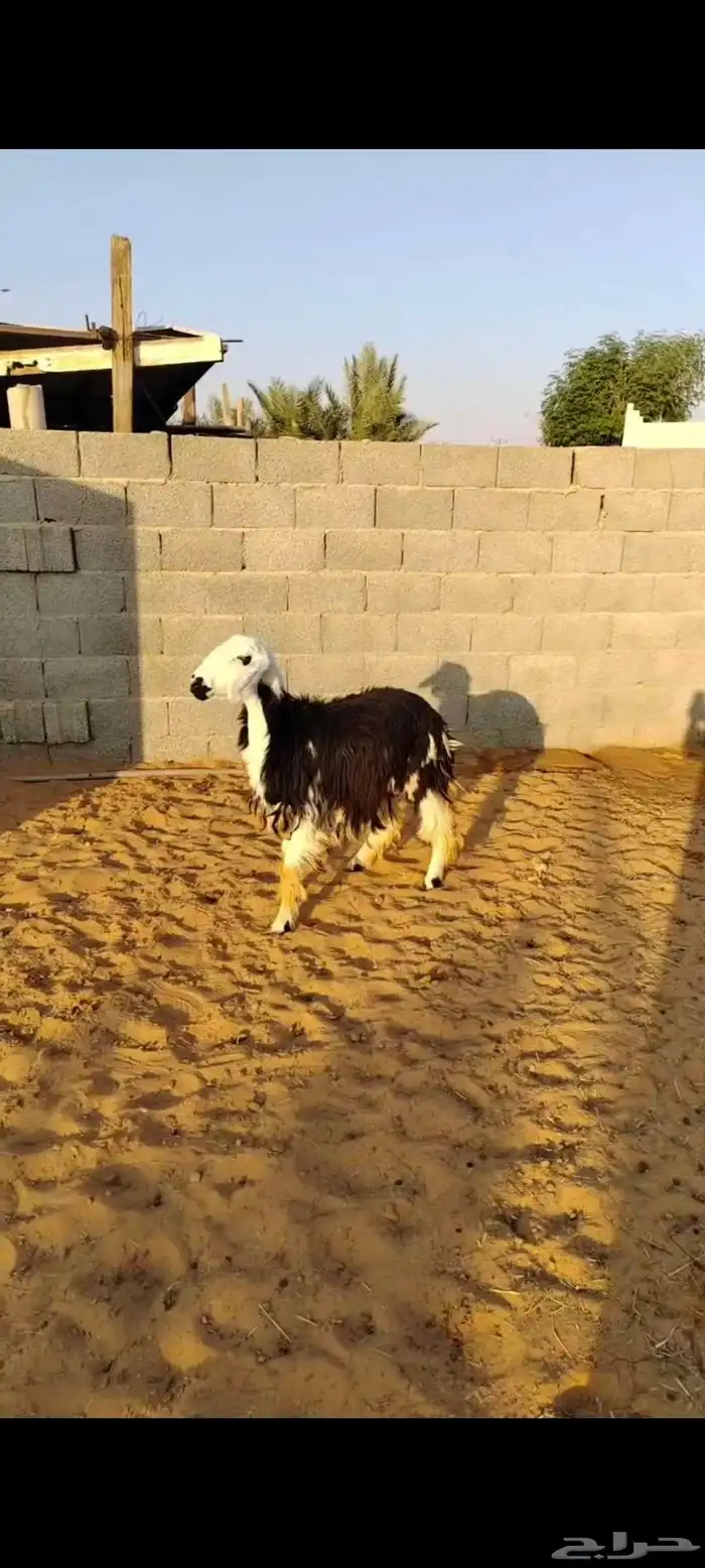 جذعه نجديه مقنوي ولا ذبح 0