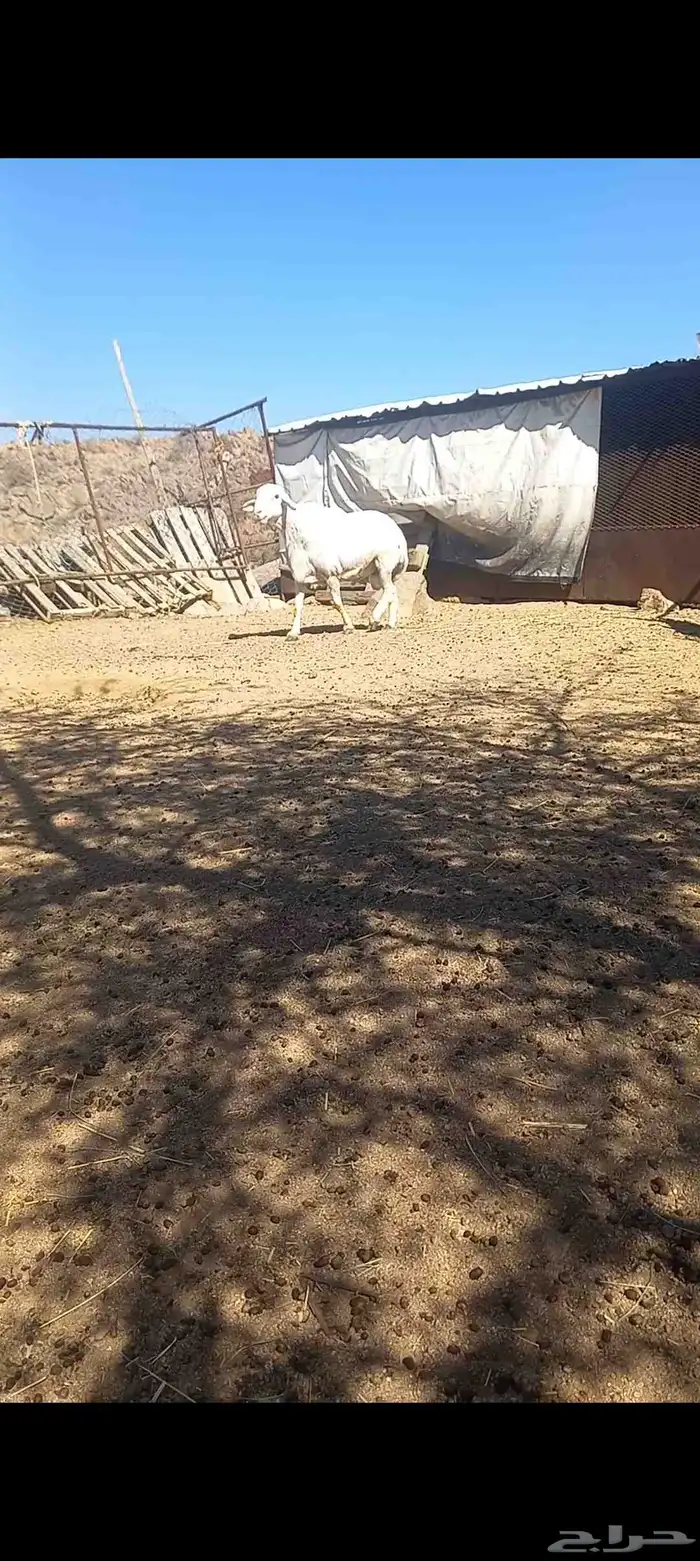 فحل حري فاخر 4