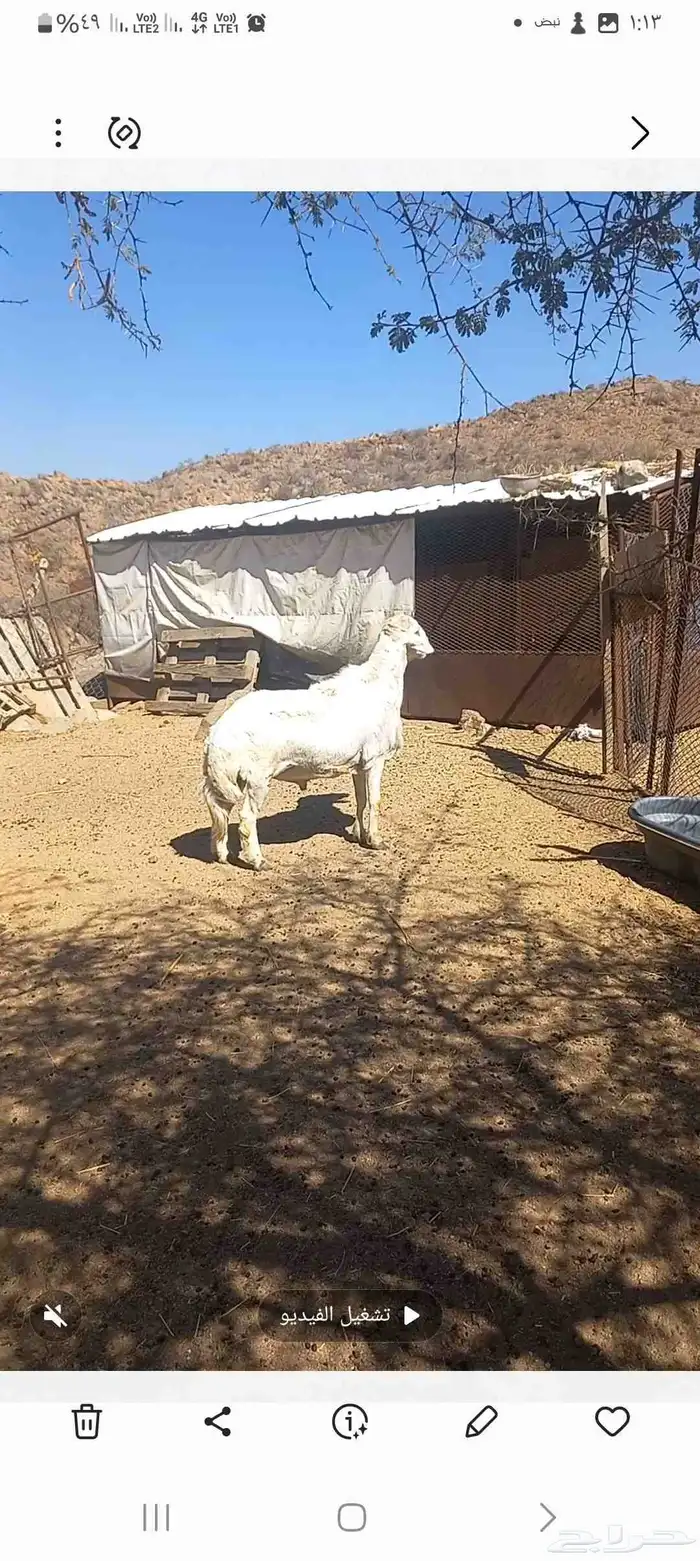 فحل حري فاخر 1