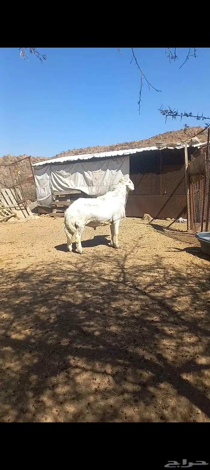 فحل حري فاخر 0