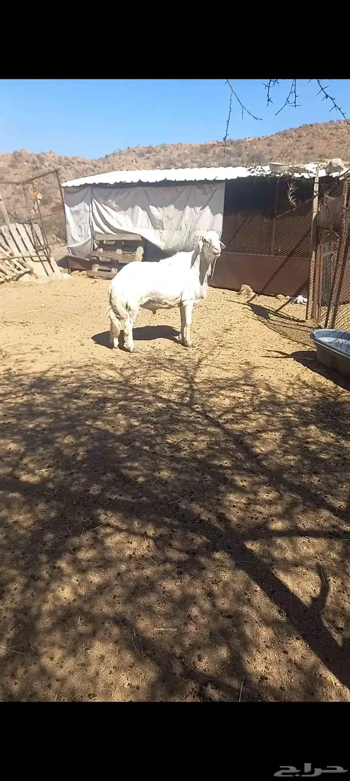 فحل حري فاخر 2