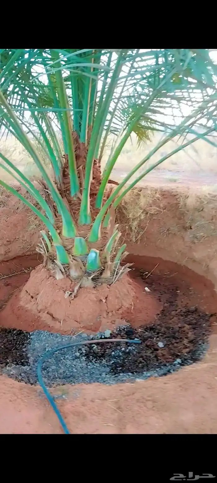 نخل مثمر نخل القصيم ونانه جثايث سكري برحي خلاص مجدول صقعي 2