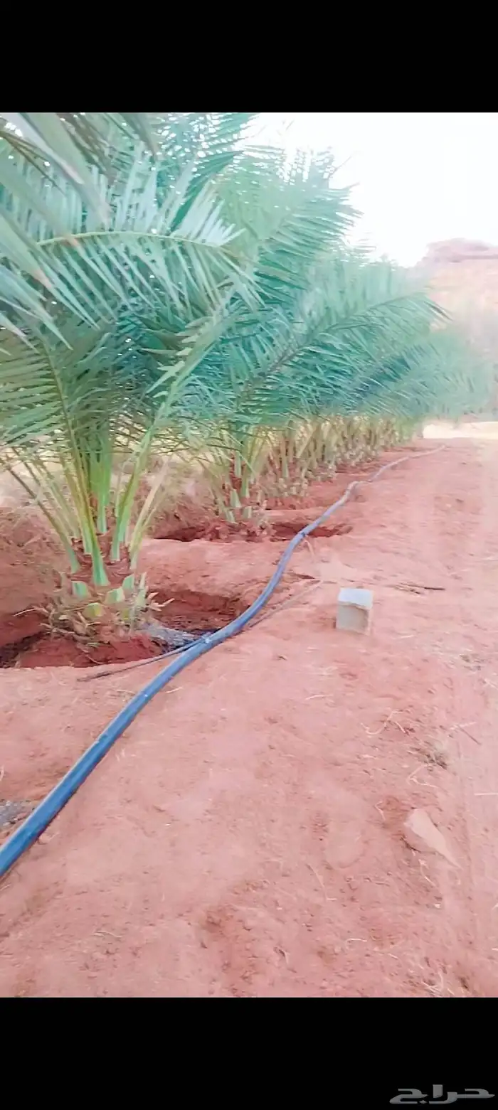 نخل مثمر نخل القصيم ونانه جثايث سكري برحي خلاص مجدول صقعي 3