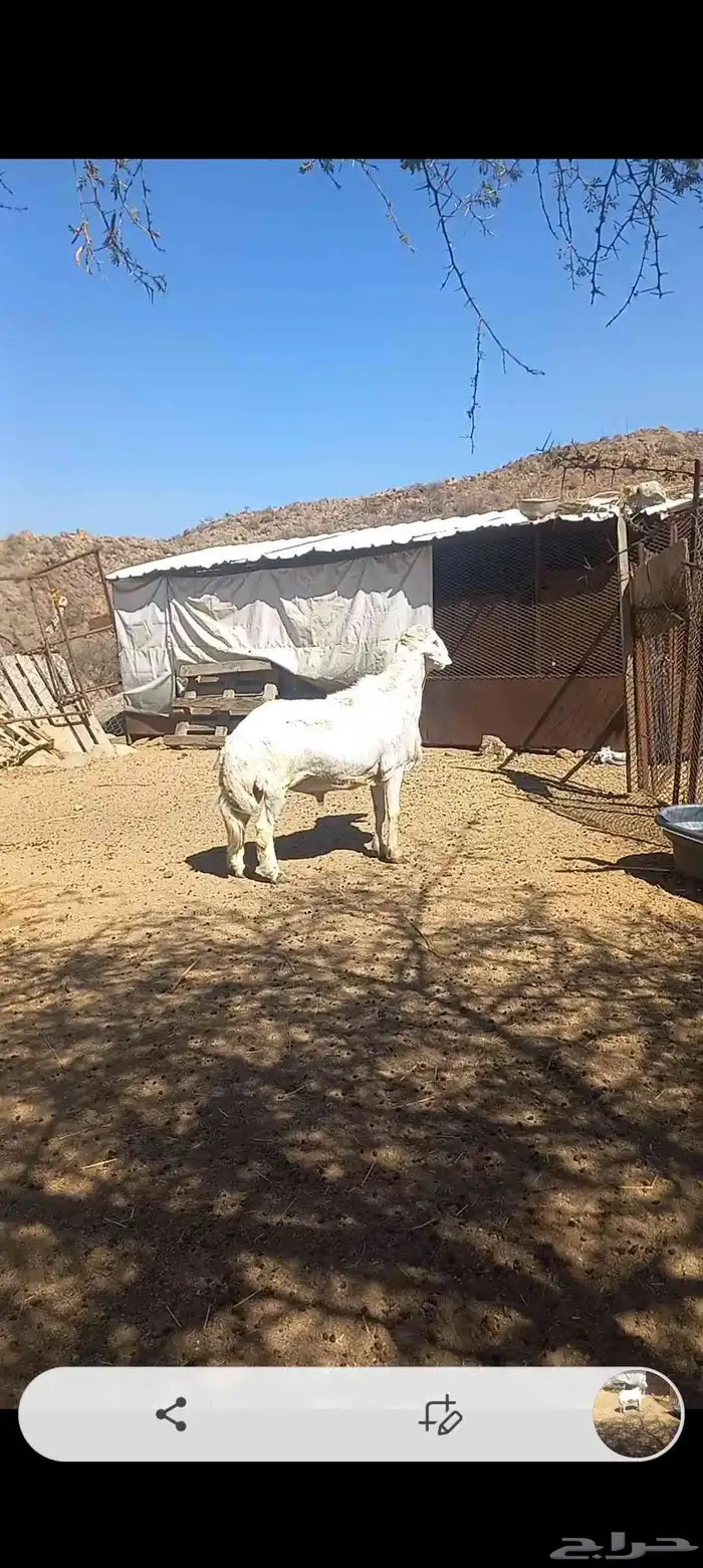 فحل حري فاخر 6