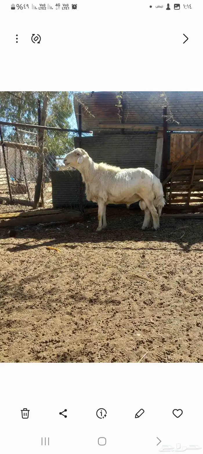 فحل حري فاخر 5