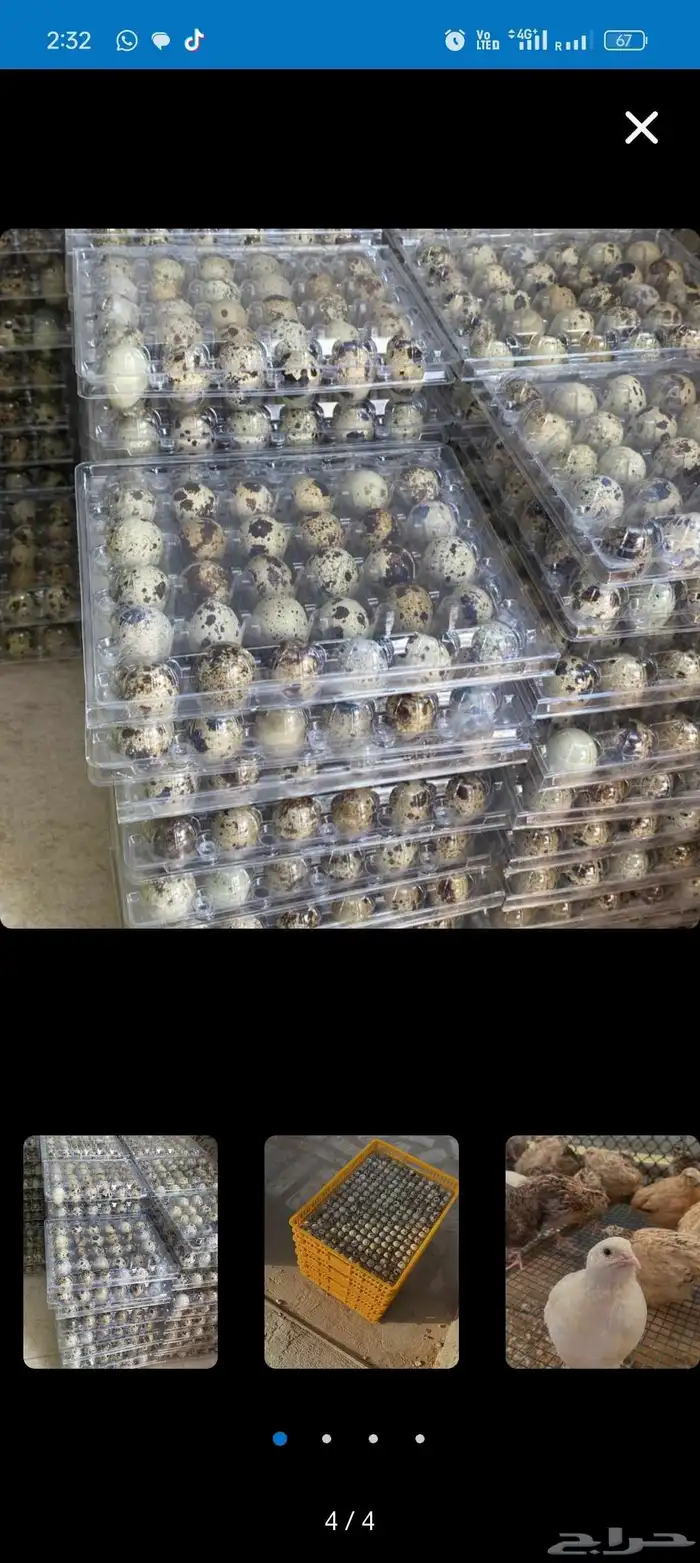 بيض سمان بلدي 3