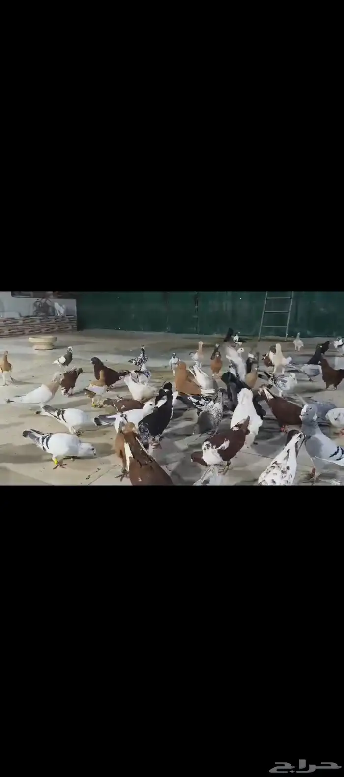 للبيع الموقع الرياض حمام شامي مشكلين طواير وفحوله تقريبا 60 1