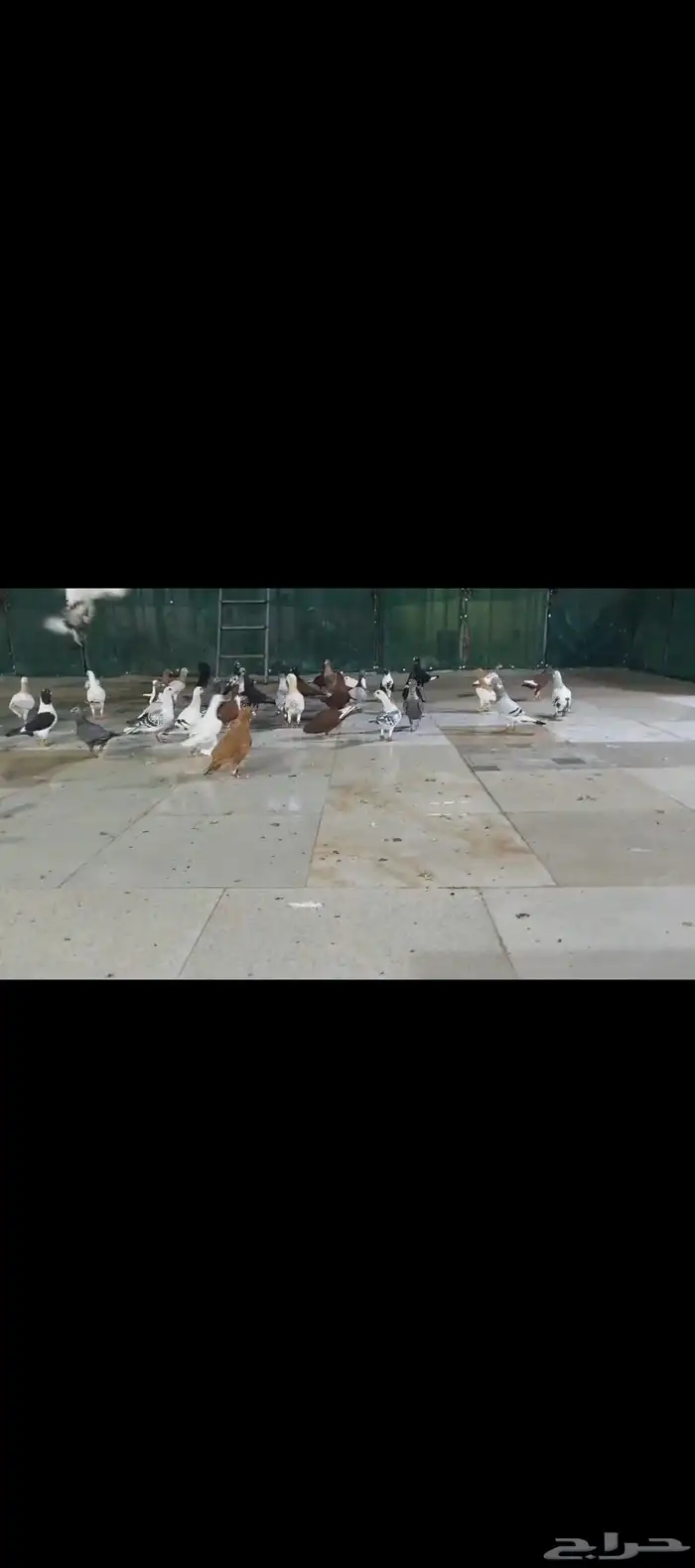 للبيع الموقع الرياض حمام شامي مشكلين طواير وفحوله تقريبا 60 0