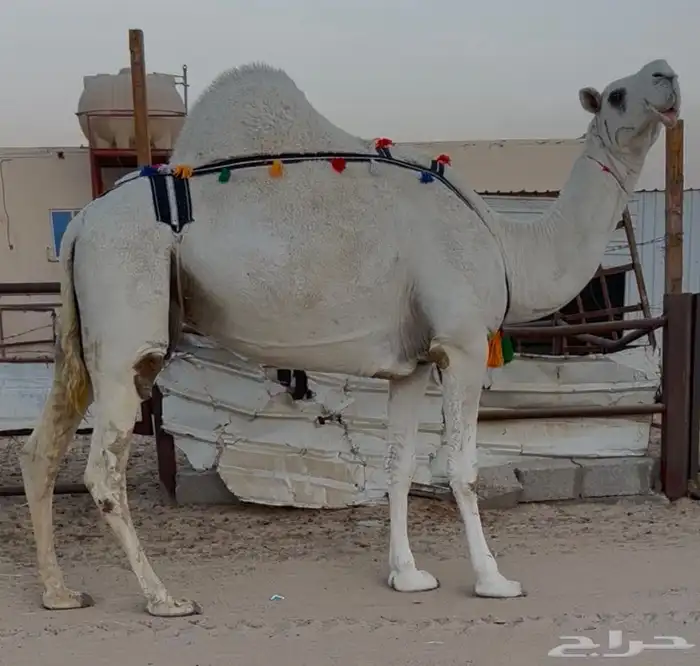 وضحاء طيبه و مجهم طيبه عشاير كلها جاهزه للضراب 0