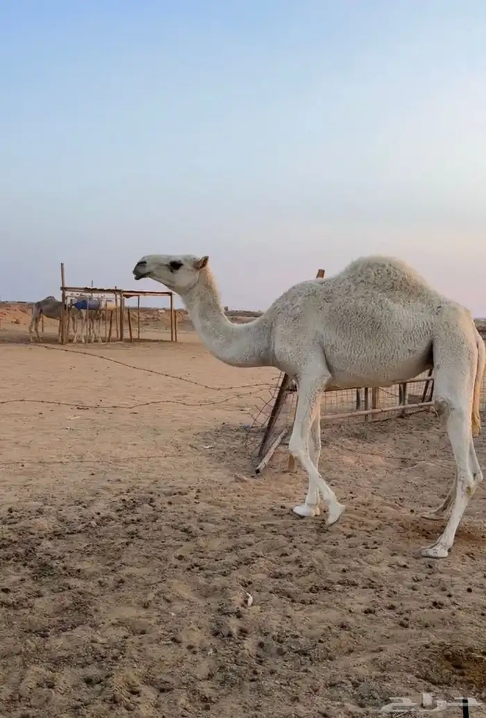 بكار ثنتين وضح 0