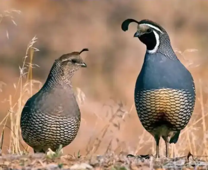 سمان كاليفورنيا 0