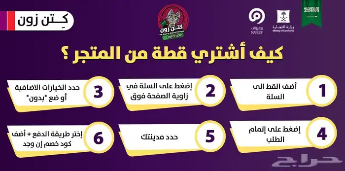 للبيع قطة برتش شورت بيور - باي كولور - يوجد دفع بالتقسيط 2