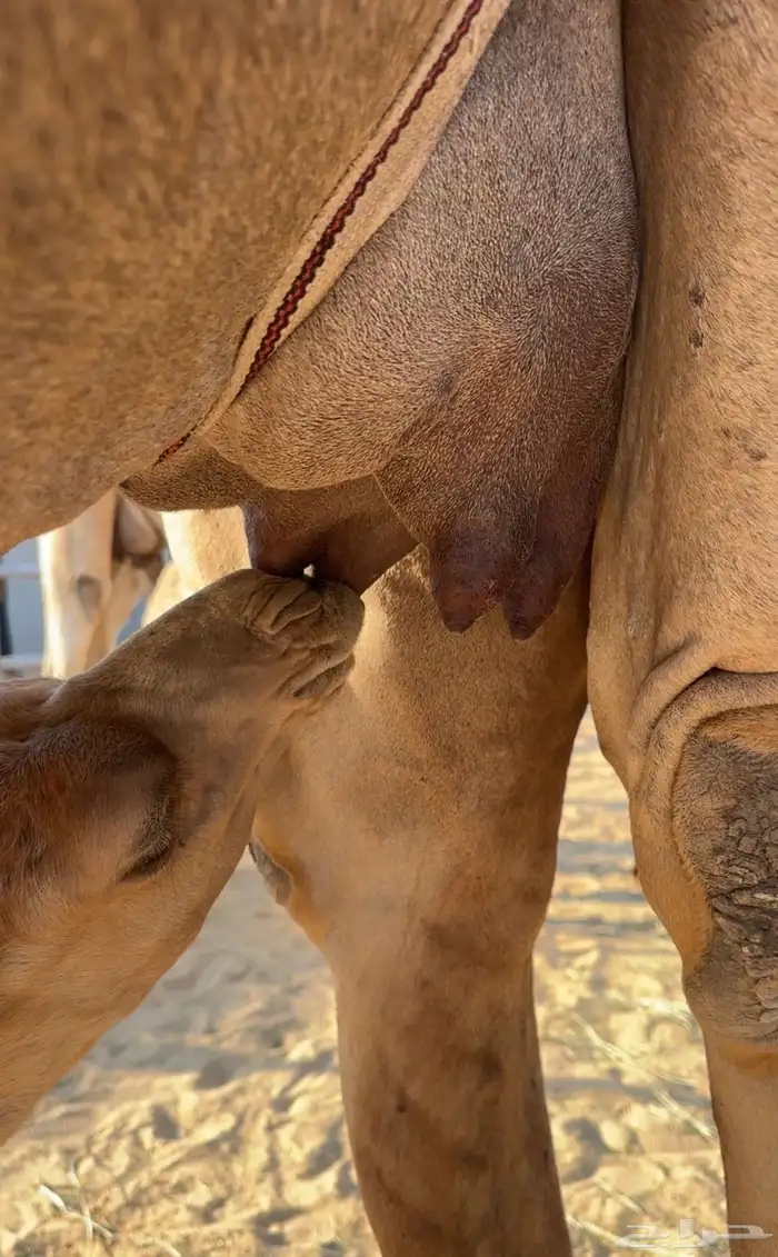 خلفه ثنو هديه فالحليب و شكل وسلالة 1