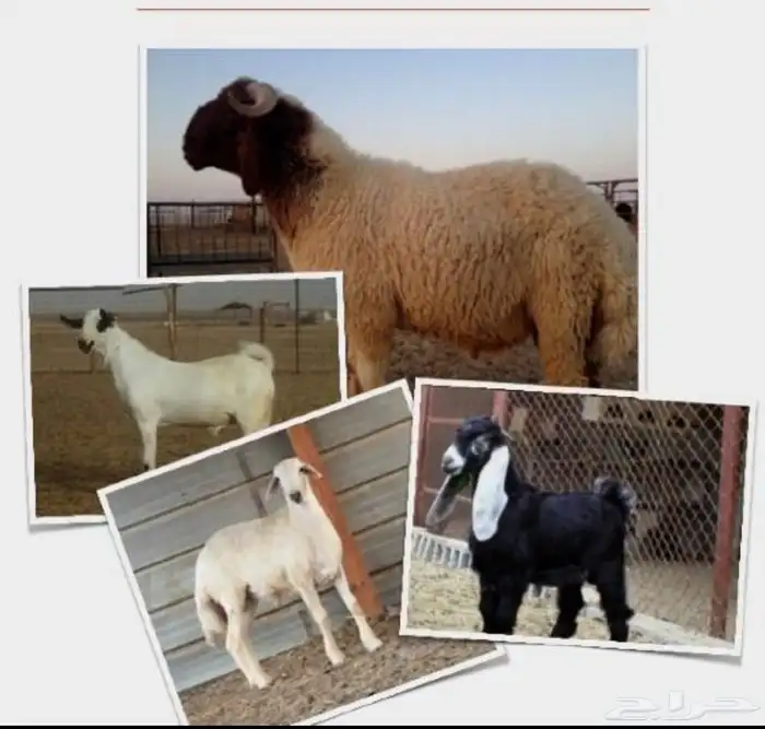 ذبايح الشرقيه 6