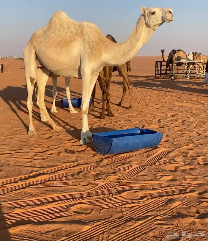 بكر ملاقي بتلد 1