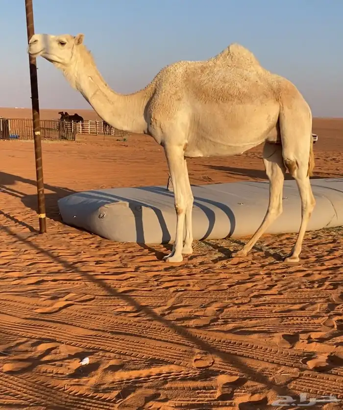 بكر ملاقي بتلد 3