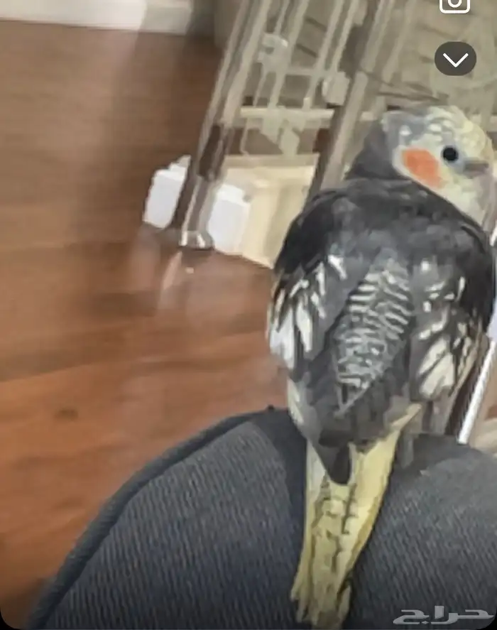 كروان ضايع مكافاه ماليه لمن يجده 1