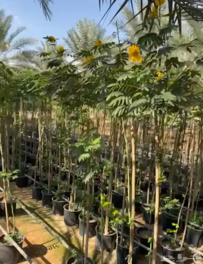 شتلات واشجار خدمة توصيل الرياض والخرج 25