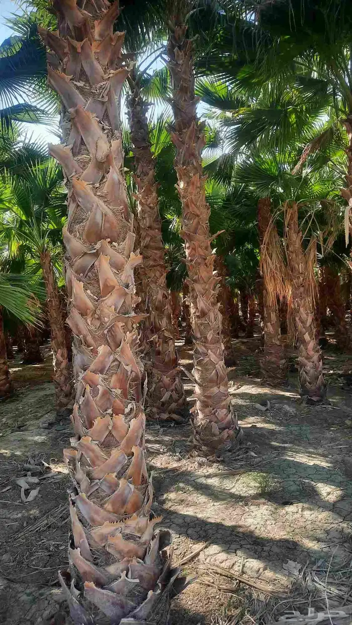 نخيل واشنطني أمريكي زينه 0