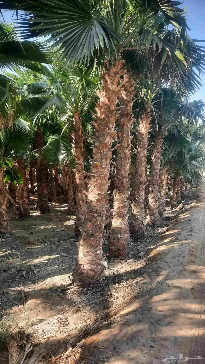 نخيل واشنطني أمريكي زينه 4