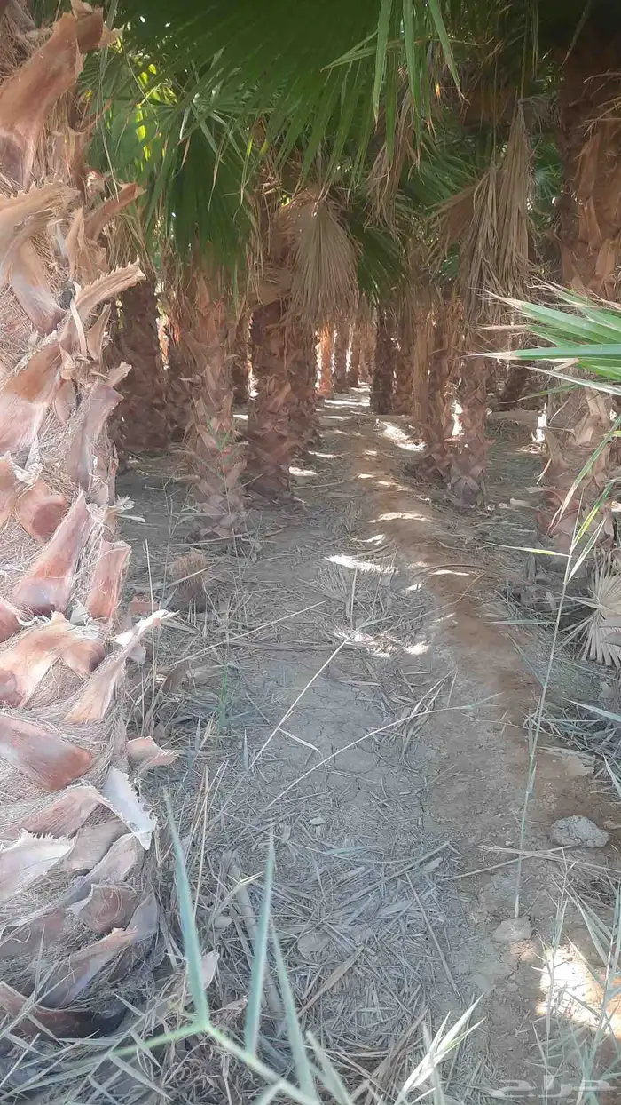 نخيل واشنطني أمريكي زينه 7