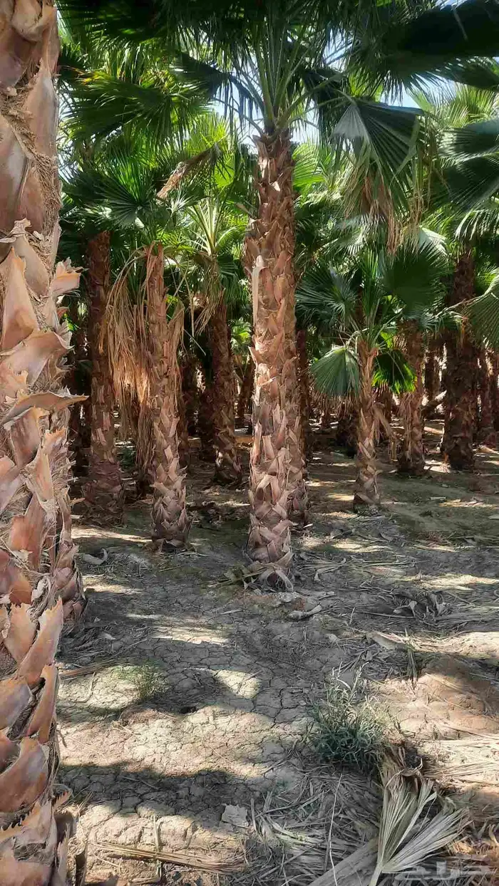 نخيل واشنطني أمريكي زينه 1