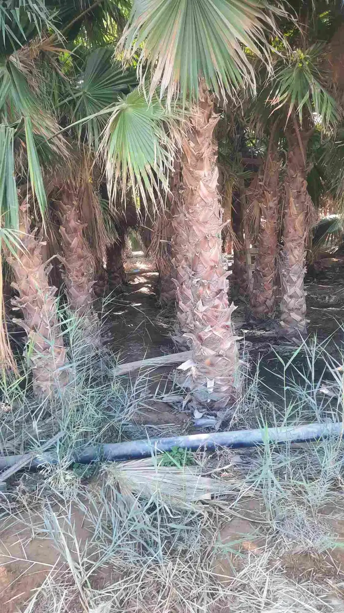 نخيل واشنطني أمريكي زينه 9