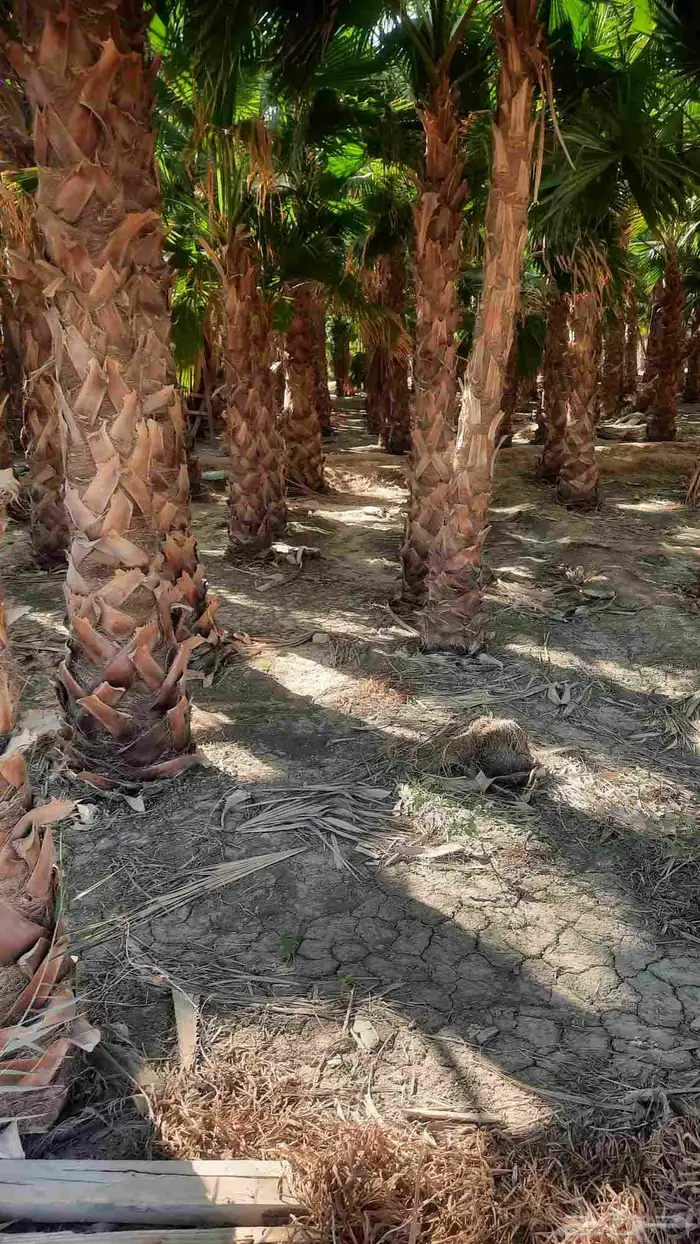 نخيل واشنطني أمريكي زينه 5