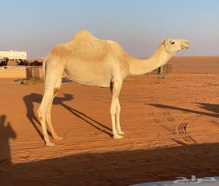 بكر ملاقي بتلد 2