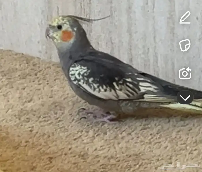 كروان ضايع مكافاه ماليه لمن يجده 0