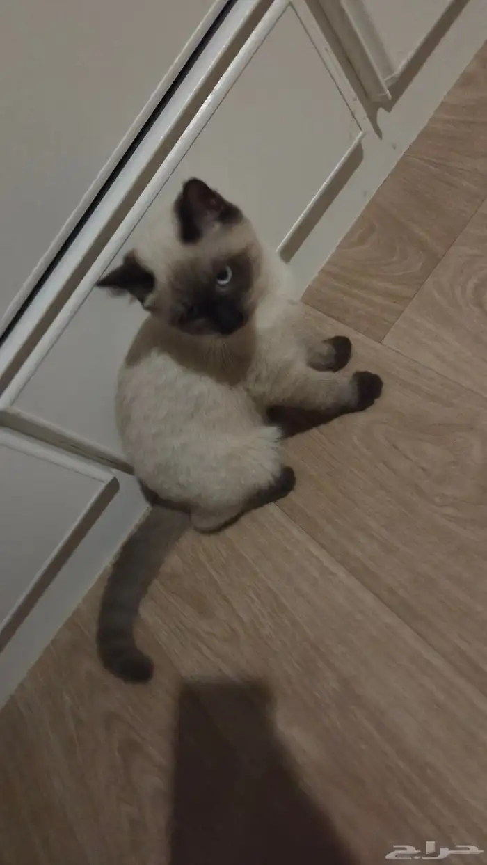قط لتبني عمر 3 شهور جدا لعوب وحنون 0