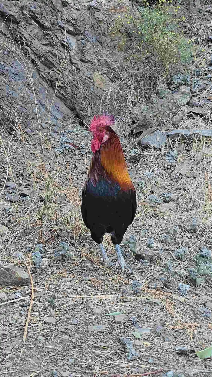 ديك عربي اشقر 1