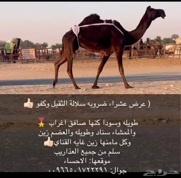 عشاير ضرايب جاهزه للمناخ 3