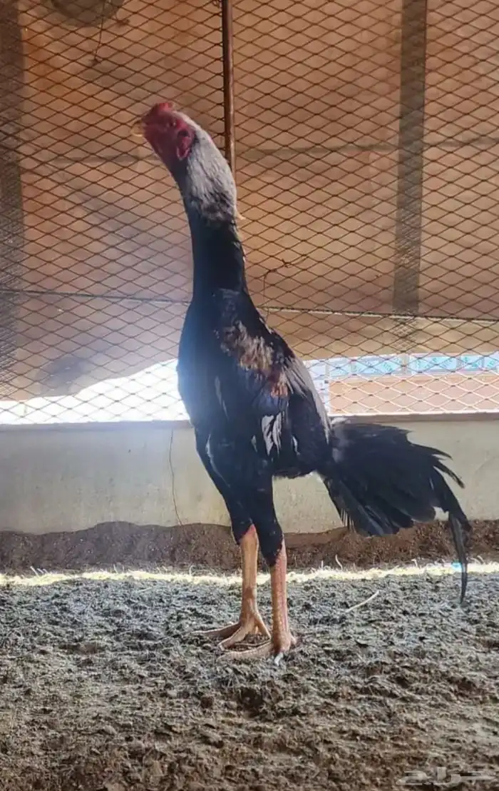 زوج شامو ياباني 5